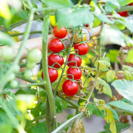 Bel Tramonto 3* Casamicciola Terme